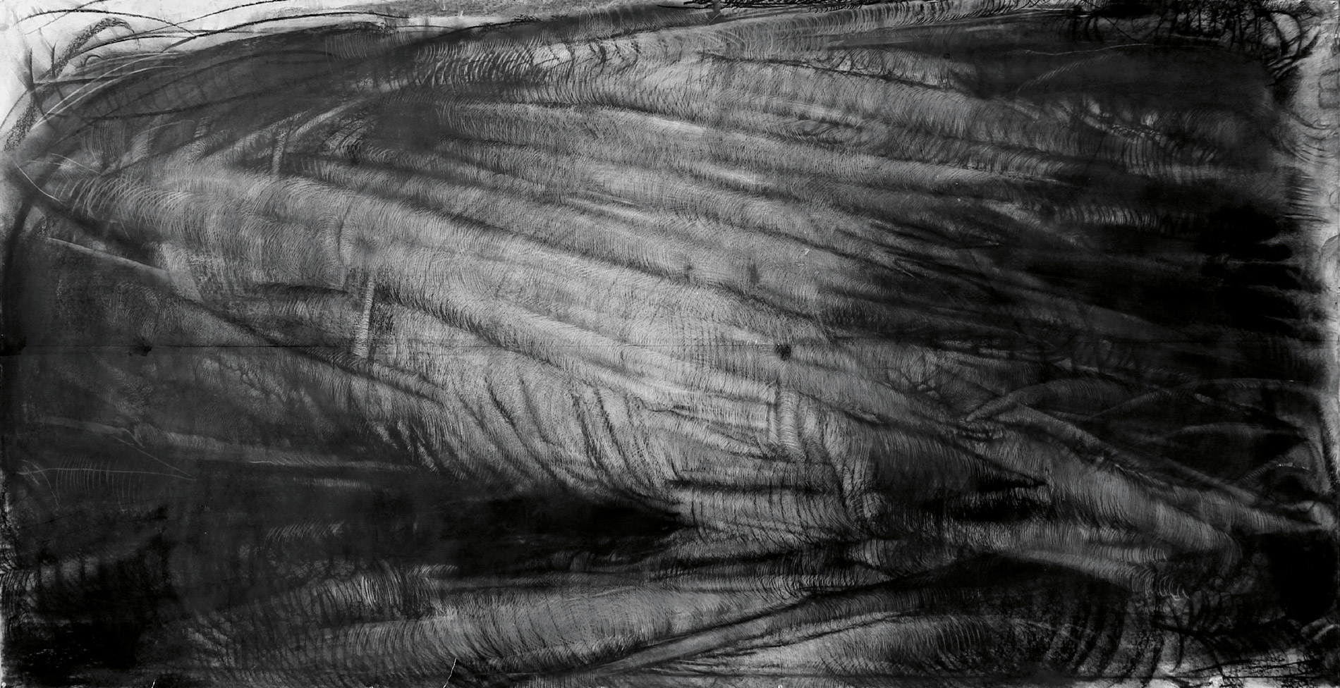 A black and white charcoal drawing of a root-like object with visible fine lines and volume.